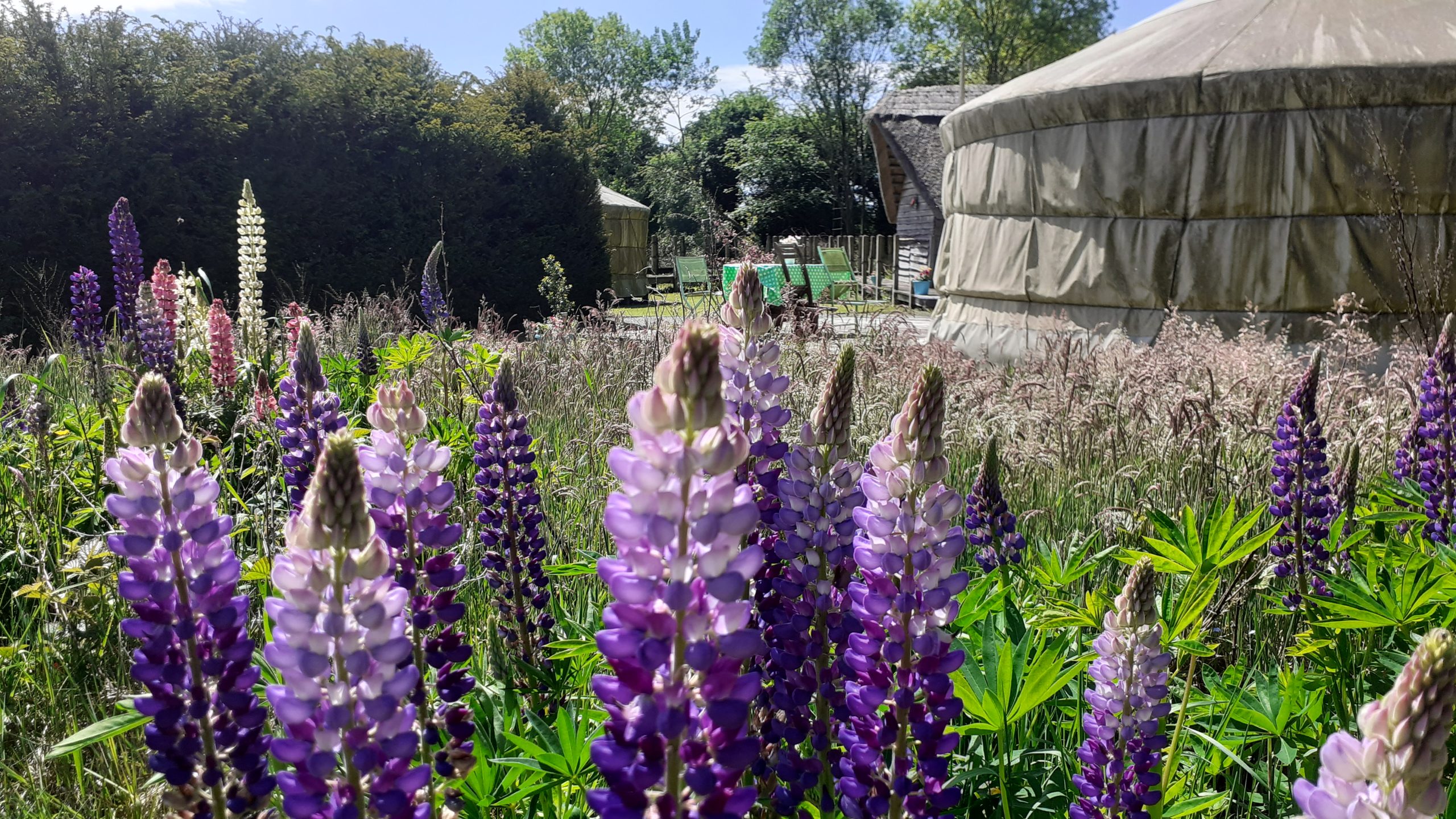 Lupins in the Garden - Glamping @ Boglands