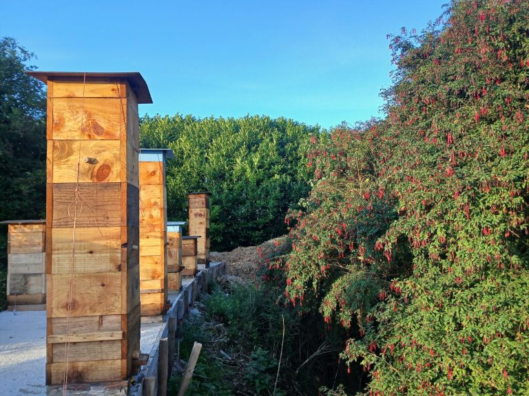 Warré hives beside a flowering hedge at Boglands