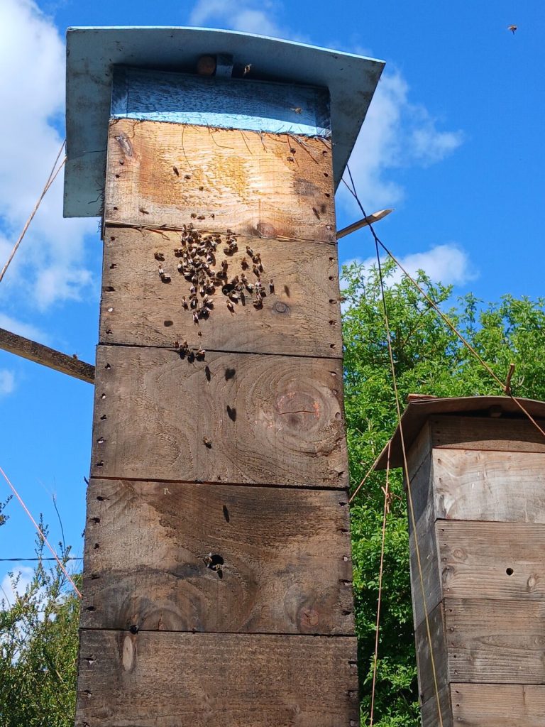 Honey bees on a tall Warré hive at Boglands