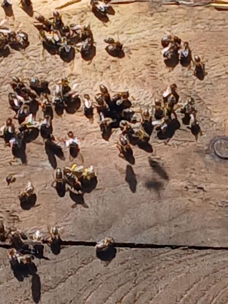 Close-up of honey bees on a Warré hive box